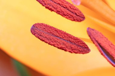 Closeup of a orange lily, selective focus clipart