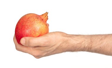 Yetişkin elinde nar meyvesi, beyaz arka planda izole.
