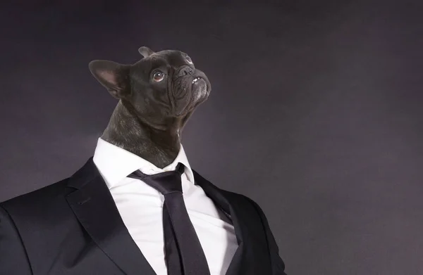 Cabeza Bulldog Francés Traje Negro Aislado Negro — Foto de Stock