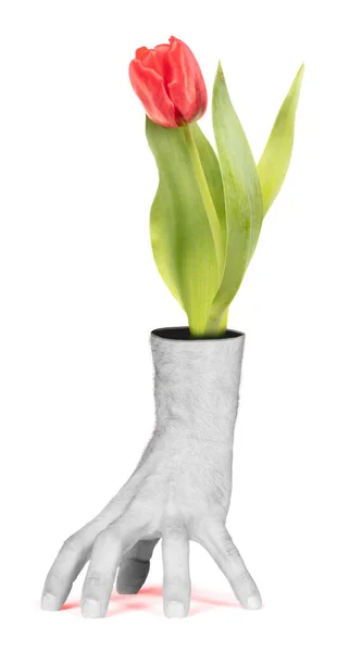 Tulipán Virág Rossz Oldalon Egy Kéz Emberi Kéz Váza Elszigetelt — Stock Fotó