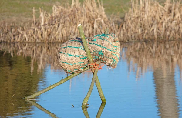 Duck Basket Pond Selective Focus — Stock Photo, Image