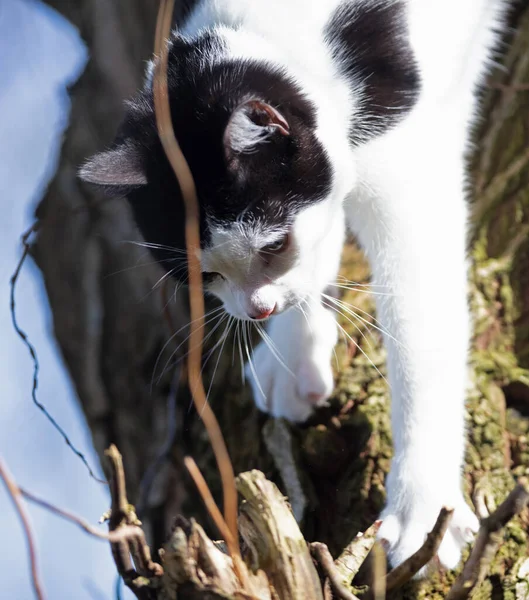 Черно Белая Кошка Дереве Избирательный Фокус — стоковое фото
