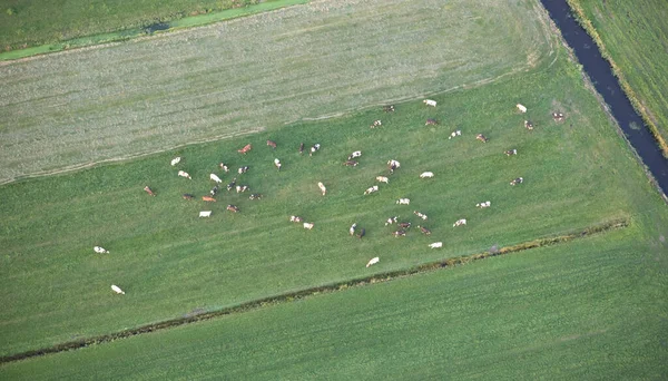 Vista Aérea Las Vacas Campo Frisia — Foto de Stock