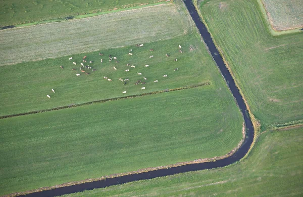 Friesland Daki Ineklerin Hava Manzarası — Stok fotoğraf