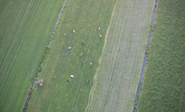 Friesland Daki Ineklerin Hava Manzarası — Stok fotoğraf