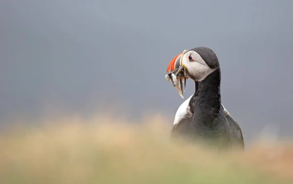 Puffin Con Cicerelli Voladalstorfa Islanda Nord — Foto Stock