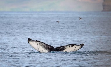 İzlanda 'daki kambur balina, balina izleme gezisinden