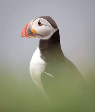 Atlantik martısı okyanusta yaşar ve kıyıya yuva yapmak ve üremek için gelir İzlanda 'da büyük sayılarda görülür martı okyanusa 50 metreye kadar dalıp 6 dakika boyunca orada kalabilir.