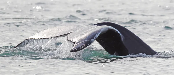 Rorqual Bosse Sur Islande Partir Voyage Observation Des Baleines — Photo