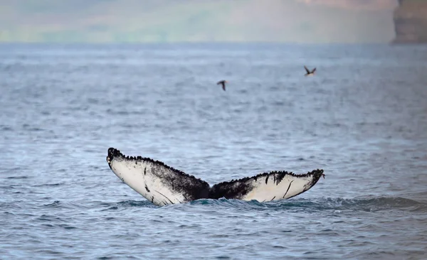 Baleia Jubarte Islândia Viagem Observação Baleias — Fotografia de Stock