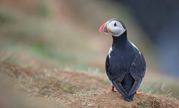 Atlantic Puffin Lives Ocean Comes Nesting Breeding Shore Seen Big — Stock Photo, Image