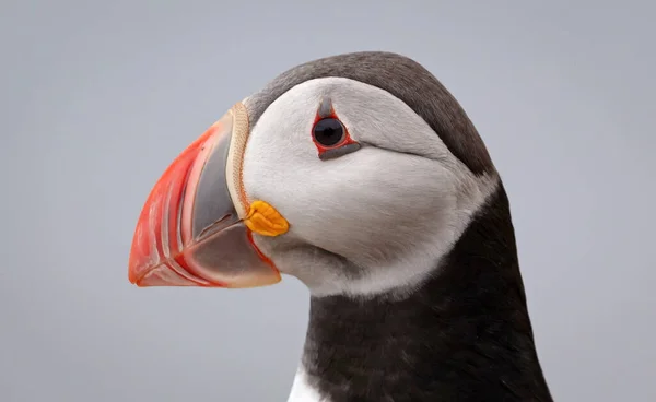 Atlantic Puffin Lives Ocean Comes Nesting Breeding Shore Seen Big — Stock Photo, Image