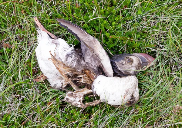 Puffin Defunto Sull Erba Verde Islanda — Foto Stock