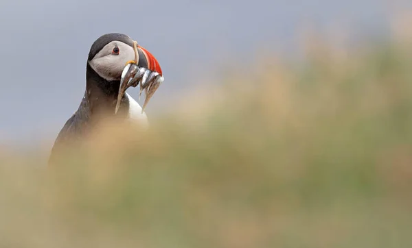 Puffin Con Cicerelli Voladalstorfa Islanda Nord — Foto Stock