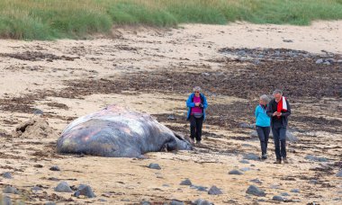 Snaefellsnes, Iceland on August 8, 2021: Large dead Sperm Whale washup up on a beach on Iceland clipart