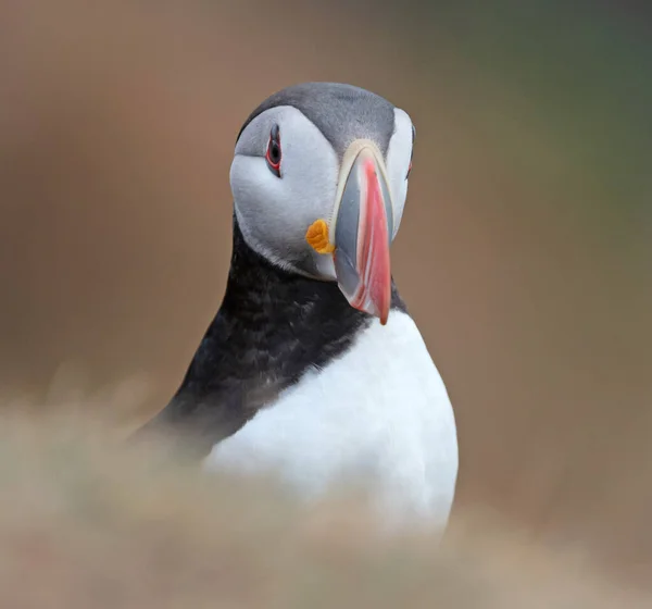 大西洋海雀生活在海洋中 来筑巢并繁殖到岸上 它们在冰岛大量出没 海雀可以在海里潜水50米 在那里呆6分钟 — 图库照片