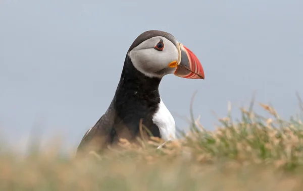 Atlantický Puffin Žije Oceánu Přichází Hnízdění Rozmnožování Pobřeží Jsou Vidět — Stock fotografie