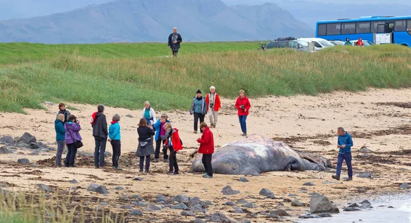Snaefellsnes Iceland August 2021 Large Dead Sperm Whale Washup Beach — Stock Photo, Image