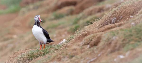 Puffin Con Lanzones Voladalstorfa Islandia Norte —  Fotos de Stock