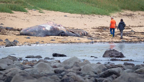 Snaefellsnes Islanda Agosto 2021 Grande Capodoglio Morto Lava Una Spiaggia — Foto Stock