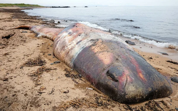 Large Dead Sperm Whale Washup Beach Iceland Snaefellsnes — Stock Photo, Image