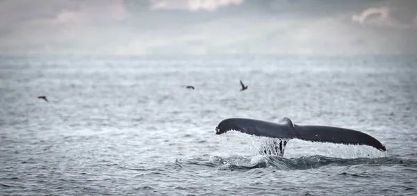 Humpback Whale Iceland Whale Watching Trip — Stock Photo, Image