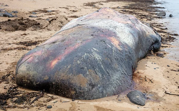 Large Dead Sperm Whale Washup Beach Iceland Snaefellsnes — Stock Photo, Image