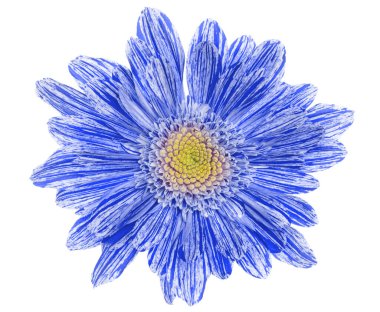 Modern mavi gerbera, beyaz ve renkli, izole