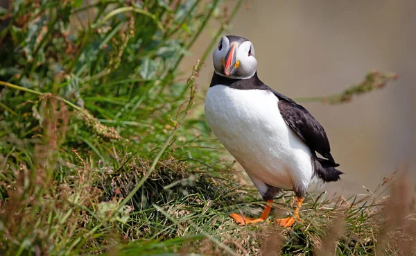 Atlantycki Puffin Mieszka Oceanie Przychodzi Gniazdowania Hodowli Brzegu One Postrzegane — Zdjęcie stockowe