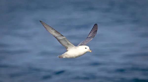 Norte Fulmar Fulmarus Glacialis Costa Islandesa — Fotografia de Stock