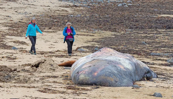 Snaefellsnes Islândia Agosto 2021 Grande Lavagem Baleia Esperma Morta Uma — Fotografia de Stock