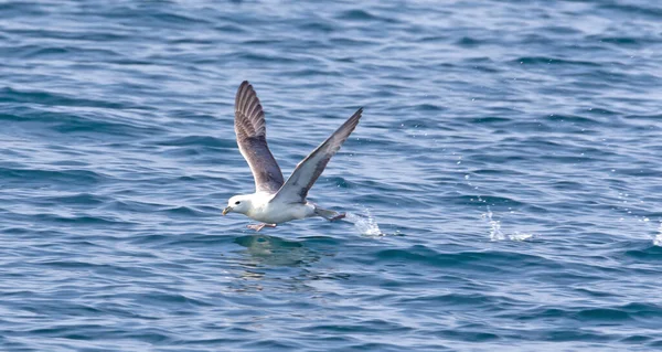 Northern Fulmar Fulmarus Glacialis Icelandic Coast — Stock Photo, Image