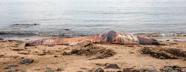 Large Dead Sperm Whale Washup Beach Iceland Snaefellsnes — Stock Photo, Image