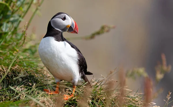 Atlantic Puffin Lives Ocean Comes Nesting Breeding Shore Seen Big — Stock Photo, Image