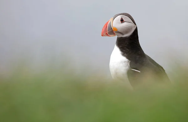 Atlantický Puffin Žije Oceánu Přichází Hnízdění Rozmnožování Pobřeží Jsou Vidět — Stock fotografie