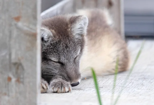 Nagyon Fiatal Sarki Róka Vulpes Lagopus — Stock Fotó