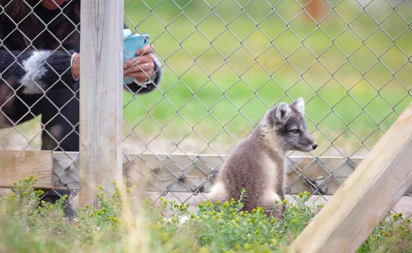 Mycket Ung Polär Eller Arktisk Räv Vulpes Lagopus Som Fotograferas — Stockfoto