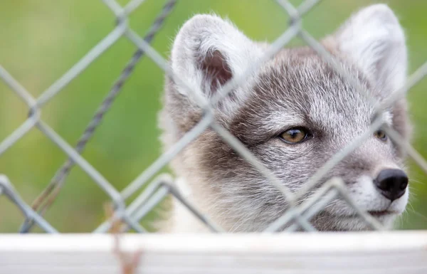 Mycket Ung Polär Eller Arktisk Räv Vulpes Lagopus — Stockfoto