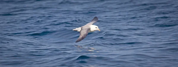 Northern Fulmar Fulmarus Glacialis Icelandic Coast — Stock Photo, Image