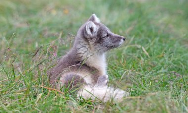 Çok genç kutup tilkisi (Vulpes lagopus))