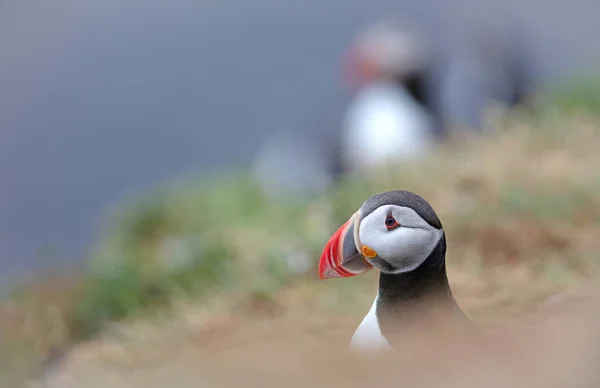 The atlantic puffin lives on the ocean and comes for nesting and breeding to the shore - They are seen in big numbers on Iceland - The puffin can dive down in the ocean up till 50 meters and stay there for 6 minutes