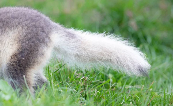 Bardzo Młody Lis Polarny Lub Arktyczny Vulpes Lagopus — Zdjęcie stockowe