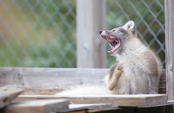 Très Jeune Renard Polaire Arctique Vulpes Lagopus — Photo