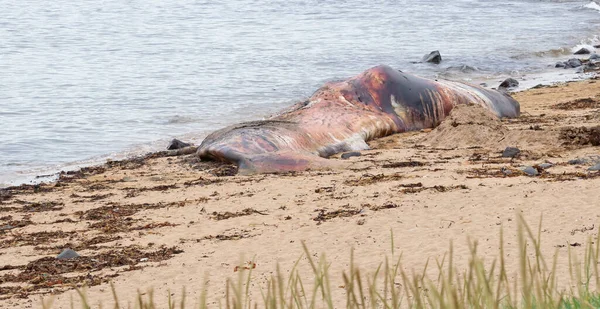 Stor Död Sperm Whale Washup Strand Island Snaefellsnes — Stockfoto