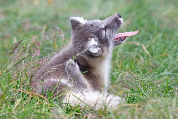 Zorro Polar Ártico Muy Joven Vulpes Lagopus —  Fotos de Stock