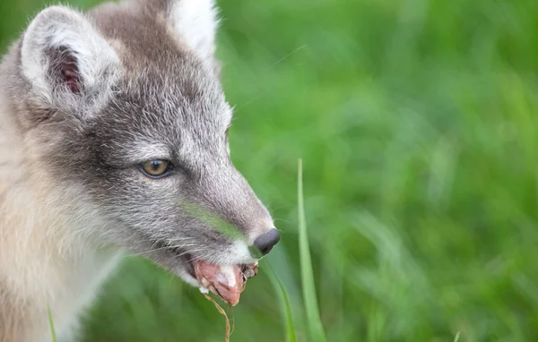 Zorro Polar Ártico Muy Joven Vulpes Lagopus —  Fotos de Stock