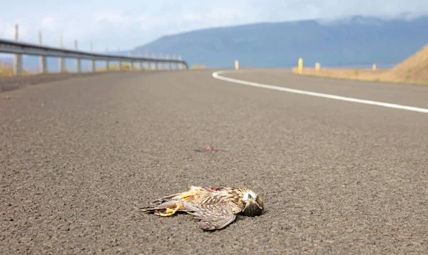 Asfaltta Ölü Gyrfalcon Falco Rusticolus Trafiğin Çarptığı — Stok fotoğraf