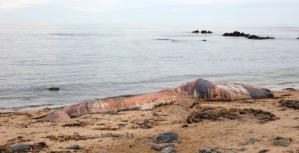 Large Dead Sperm Whale Washup Beach Iceland Snaefellsnes — Stock Photo, Image