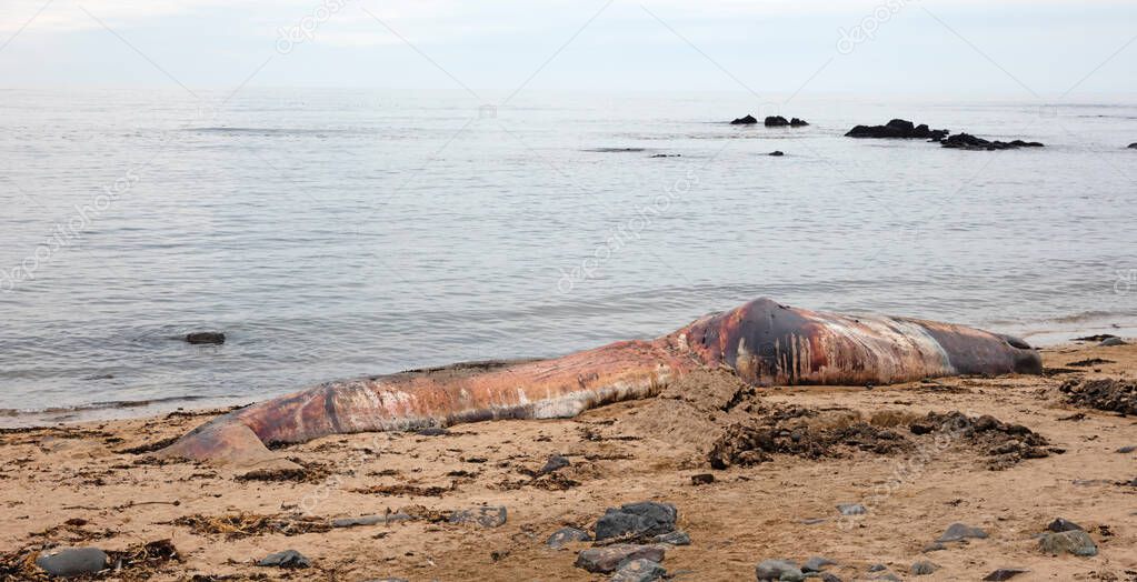 Large dead Sperm Whale washup up on a beach on Iceland, Snaefellsnes