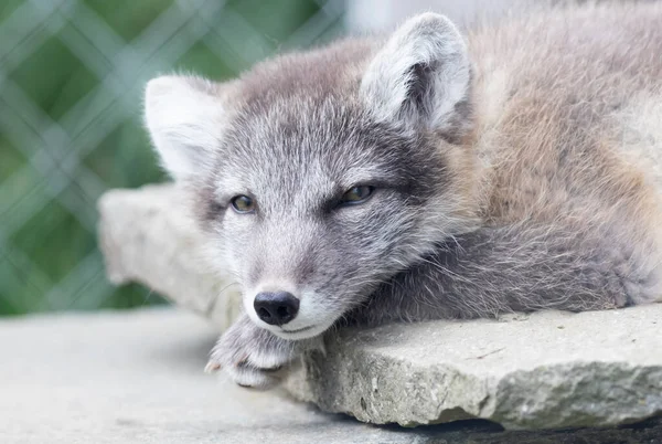 Çok Genç Kutup Tilkisi Vulpes Lagopus — Stok fotoğraf